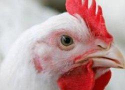 Украина может вдвое увеличить экспорт курятины