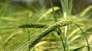 в украине завершился посев яровой пшеницы