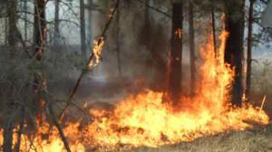 открытого горения на месте лесного пожара в херсонской области нет - минчс