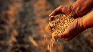 продовольственная пшеница составляет 70% урожая, - минагропрод